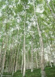 森林的图片大全,自然奇观与生态宝库的视觉盛宴