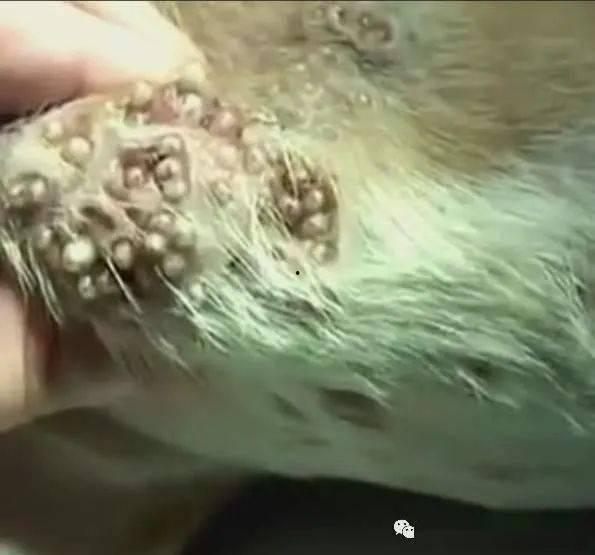 兽医挤狗狗寄生虫视频,如何安全有效地挤除狗狗寄生虫