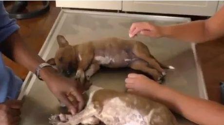 兽医挤狗狗寄生虫视频,如何安全有效地挤除狗狗寄生虫