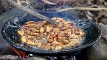 荒野美食视频,探索未知，解锁自然美食秘籍