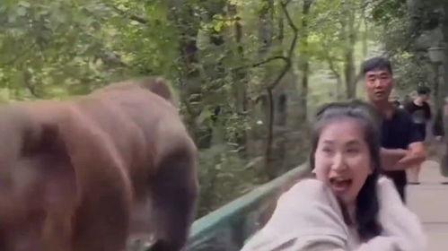 兽性难驯国语完整版,一部挑战人性极限的激情冒险之旅