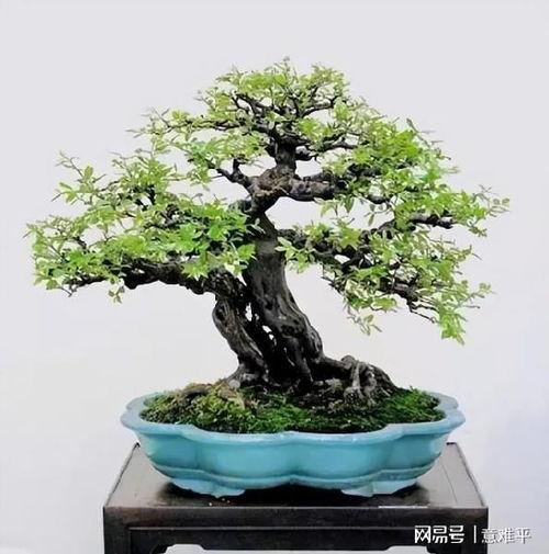 黄栌盆景图片,自然与艺术的完美融合
