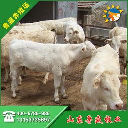 养牛视频在线观看,在线观看养牛视频全攻略