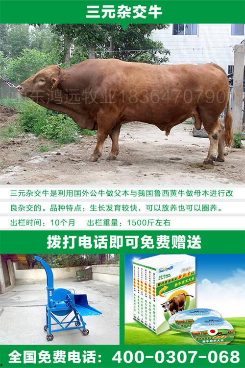 养牛视频在线观看,在线观看养牛视频全攻略