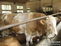 养牛视频在线观看,在线观看养牛视频全攻略