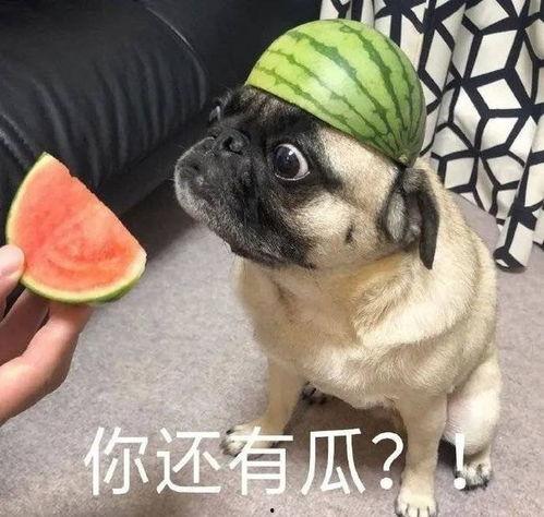 吃瓜爆料图片大全表情包,揭秘娱乐圈幕后故事
