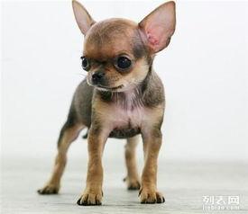 棕色吉娃娃图片大全,可爱图片大盘点