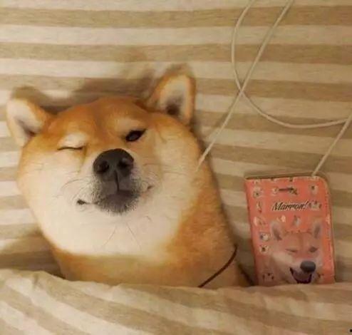 馒头狗狗图片大全,可爱瞬间尽收眼底