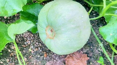 今日云南吃瓜,今日吃瓜，探寻地道风味