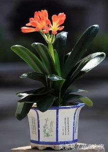 君子兰的图片,叶韵花姿，品味自然之韵