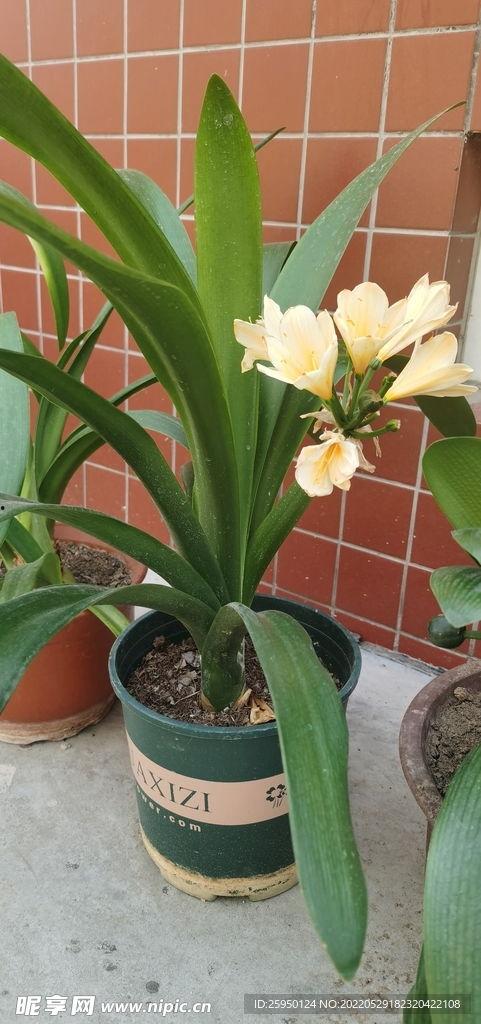 君子兰的图片,叶韵花姿，品味自然之韵