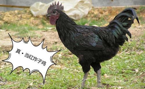 黑守瓜能给鸡吃吗图片,鸡的天然美食探索之旅”