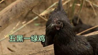 黑守瓜能给鸡吃吗图片,鸡的天然美食探索之旅”