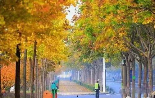 最美初秋景图片大全,金黄叶海与宁静秋晨的视觉盛宴