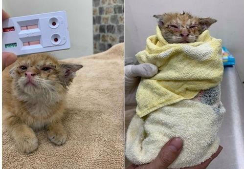 丧尸猫图片,揭秘神秘病毒下的恐怖猫变