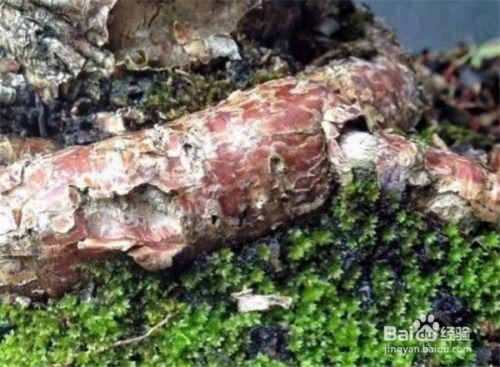 玉树造型图片大全,千姿百态，美不胜收的园艺艺术展示