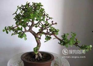 玉树造型图片大全,千姿百态，美不胜收的园艺艺术展示