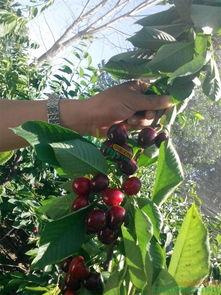 樱桃树图片大全