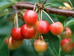 樱桃树图片大全