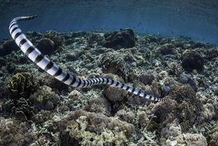 贵州毒蛇图片大全,揭秘神秘山林的致命诱惑