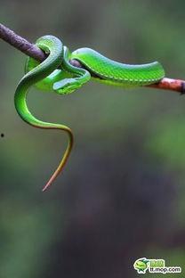 贵州毒蛇图片大全,揭秘神秘山林的致命诱惑