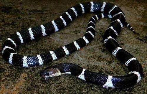 贵州毒蛇图片大全,揭秘神秘山林的致命诱惑