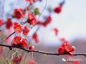 春暖花开 视频