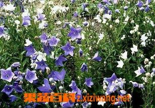 东北野菜图片大全,春日山野珍馐大盘点