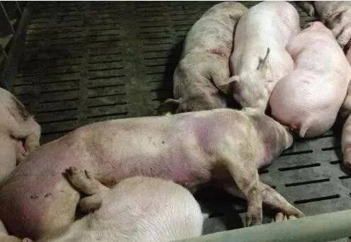 猪和女人的图片大全,趣味盎然的视觉碰撞