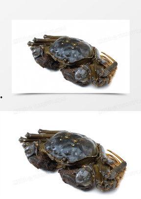 螃蟹的图片大全,探寻海洋生物的多样魅力