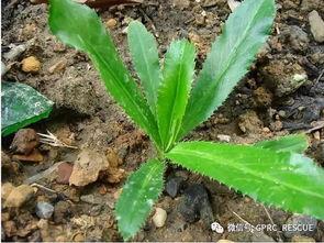芫茜图片,香郁四溢的绿色佳肴