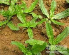芫茜图片,香郁四溢的绿色佳肴