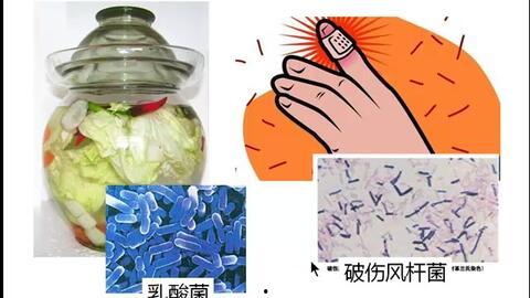 细菌 视频,视频揭示微生物的奥秘