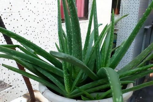 芦荟视频,神奇植物的多重功效与养护技巧