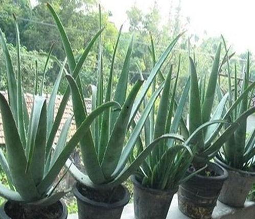芦荟视频,神奇植物的多重功效与养护技巧