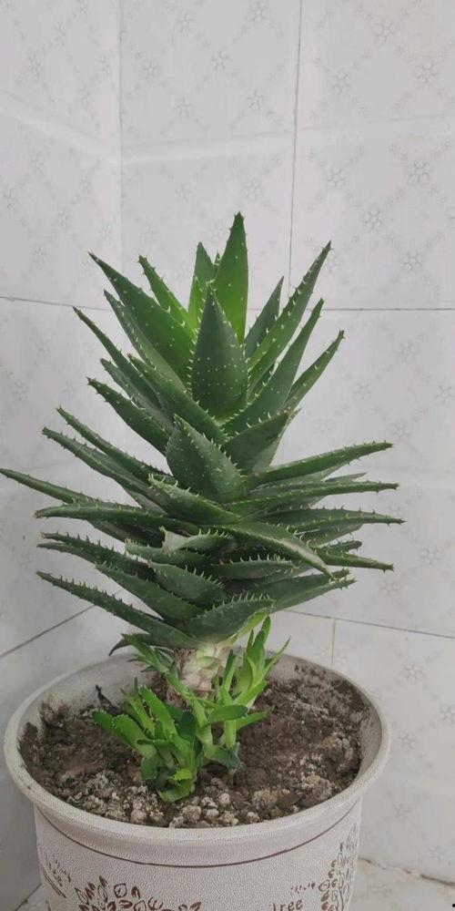 芦荟视频,神奇植物的多重功效与养护技巧