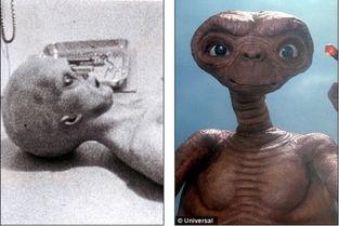 人类头骨图片,形态与功能的完美融合