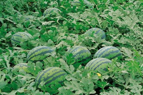 西瓜图片大全,缤纷色彩，夏日清凉视觉盛宴