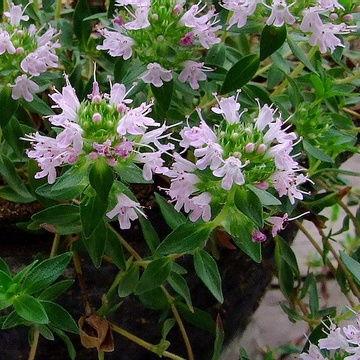 百里香图片,香气四溢的天然香料传奇