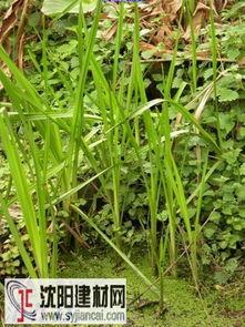 三棱图片,探索光影交织的奇妙现象