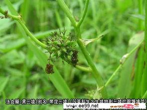 三棱图片,探索光影交织的奇妙现象