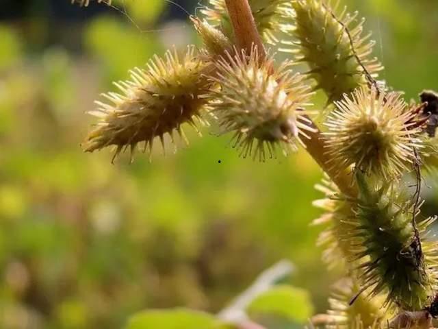 真假苍耳图片大全,图鉴解析