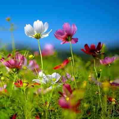 微信图片花朵大全