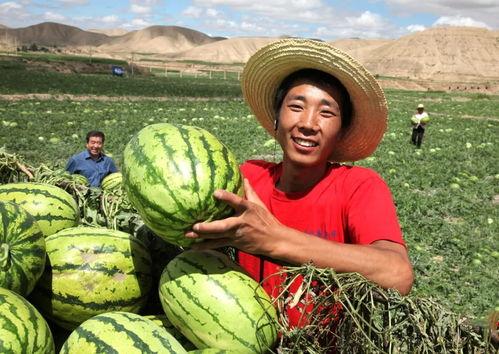 南部县吃瓜爆料,揭秘当地奇闻轶事