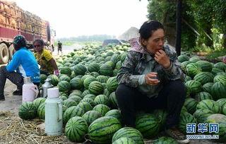 南部县吃瓜爆料,揭秘当地奇闻轶事