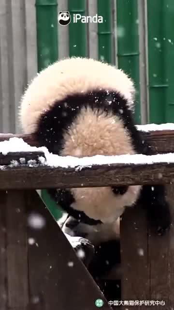 吃瓜爆料的小熊是谁